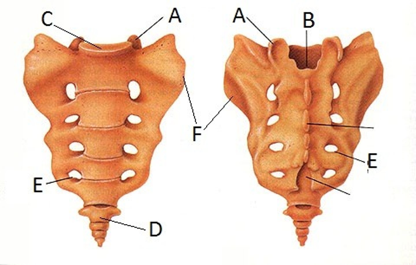<p>name structure B</p>