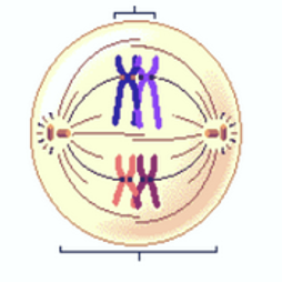 <p>metaphase I</p>