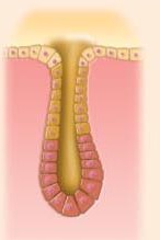 <p>What type of multicellular exocrine glands produce is this </p>