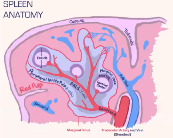 <p>How does the spleen filter blood-borne pathogens, and what role do macrophages play?</p>