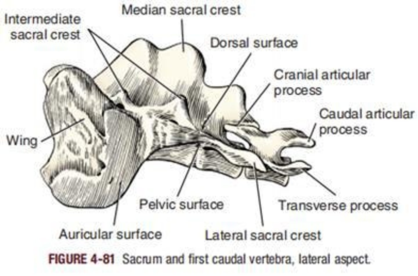 <p>Articulates with the ilium.</p>