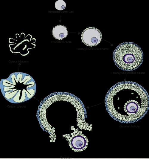 <p><strong>outer follicle cells </strong>in the ovary<strong> </strong>that produce <strong>androgens</strong></p>