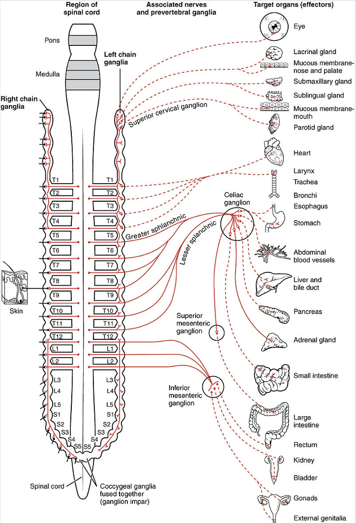 <p><strong>Function:</strong></p><ul><li><p><span>Fight or flight response</span></p></li><li><p><span>Constantly active at a basal level of homeostasis</span></p></li></ul><p></p>