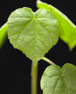 <p><span>Velvetleaf (Malvaceae)</span></p>