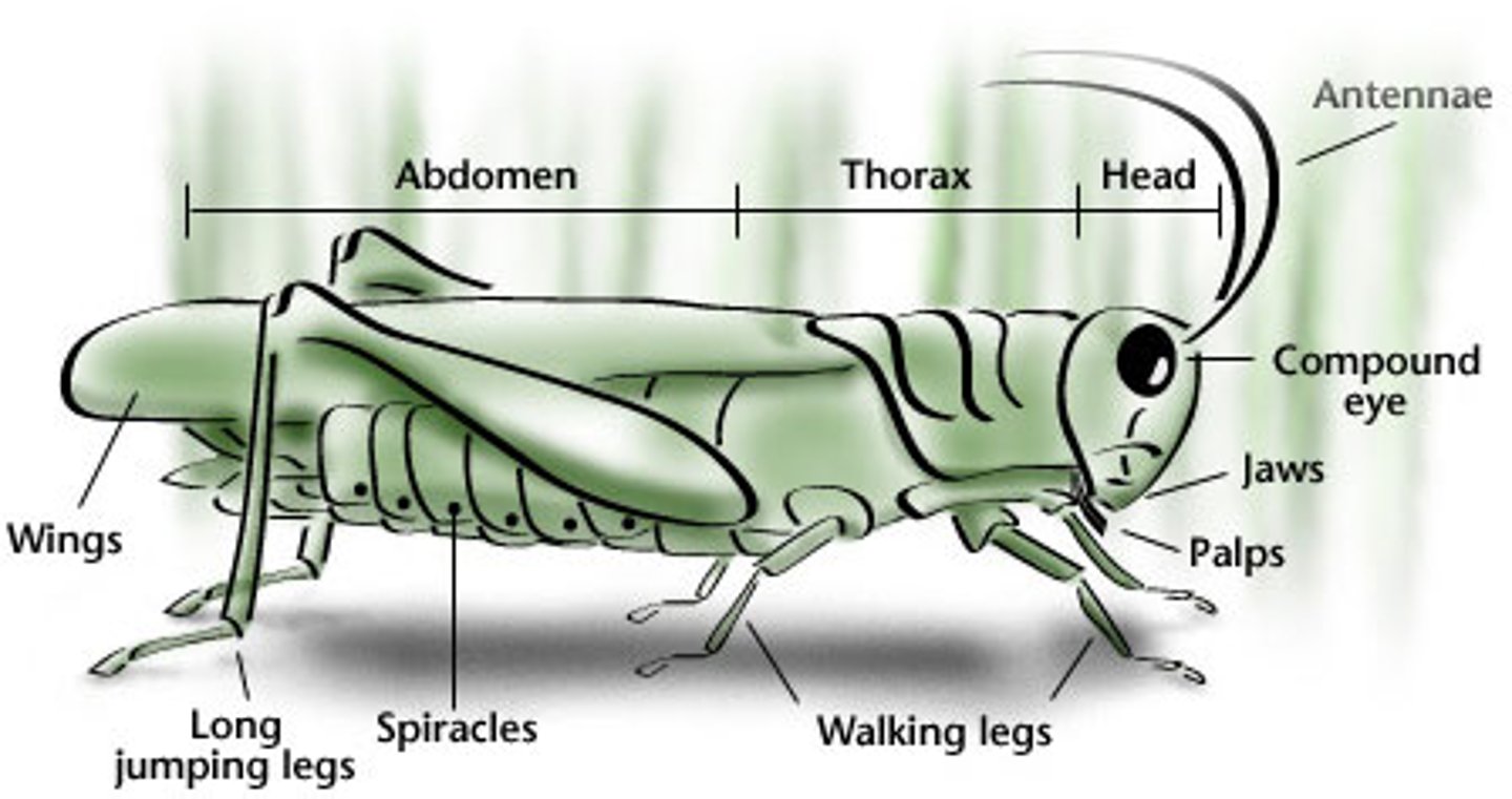 <p>none in the head, one pair in the first 8 ab segments, two pairs in thorax segment, the opening to the gas exchange system, in all adults,</p>