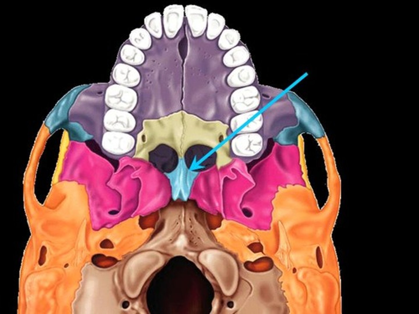 <p>structure</p><p>yellow inside red on the underside of the skull. right below the lower part of the hard palate</p>