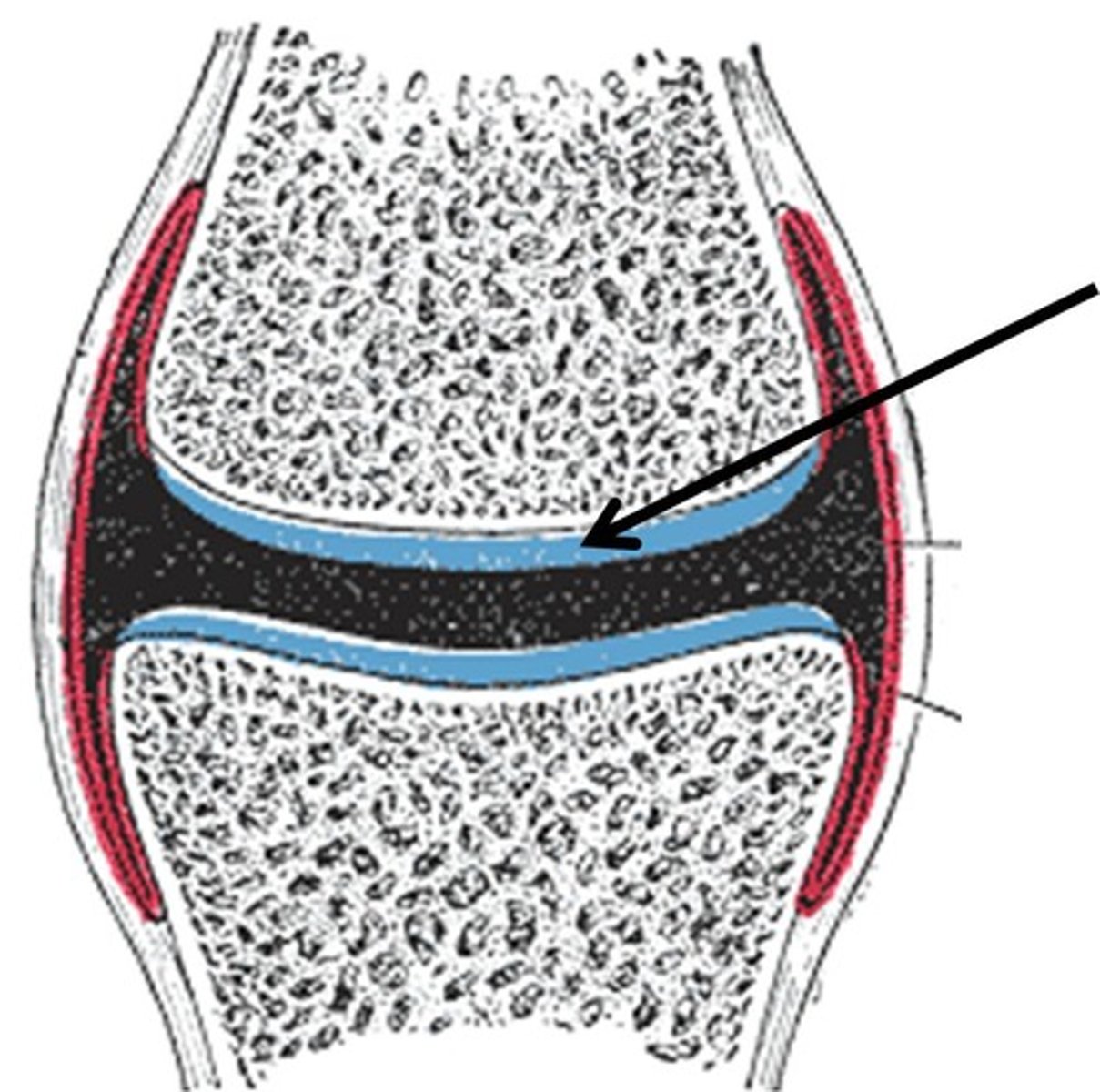 <p>A thin layer of cartilage between a joint/connection of two bones which acts as a shock absorber and provides protection from friction.</p>