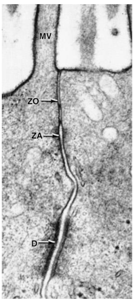 <p>They surround the whole cell in a "belt-like" manner</p>