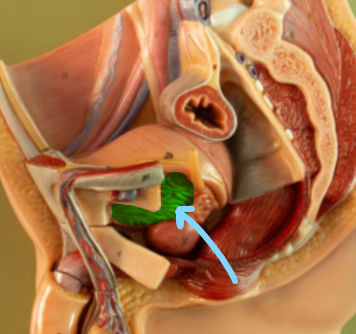 <p>Identify what the highlight/pointed to portion of the model is called.</p>