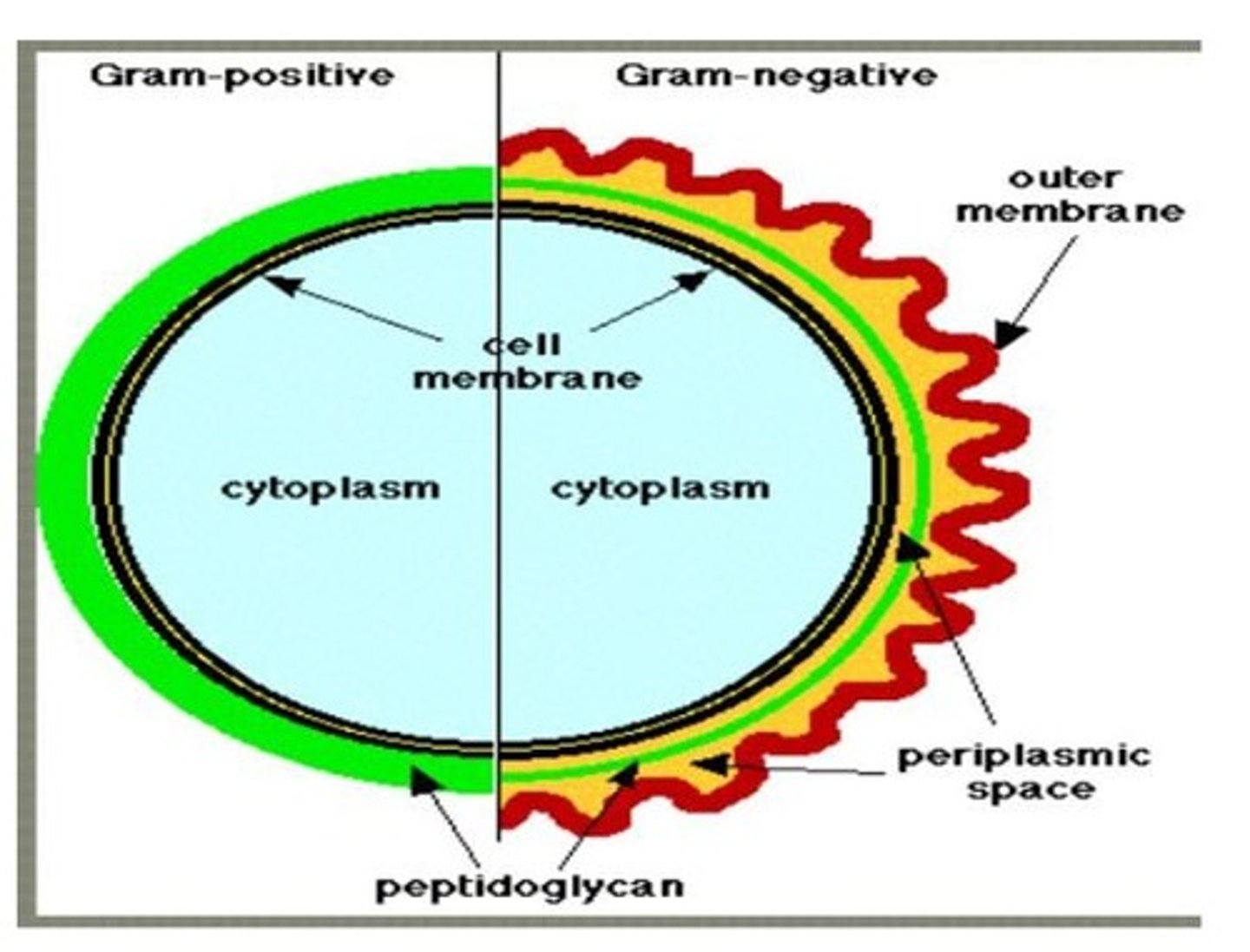 <p>Thin peptidoglycan layer with tough outer membrane.</p>