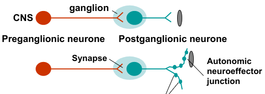 <p>Axons that form synapses with ganglion cells = preganglionic autonomic fibres </p><p>Axons innervating effector cells = postganglionic autonomic fibres</p><p>Postganglionic neurone has many varicosities from which a neurotransmitter is released</p>