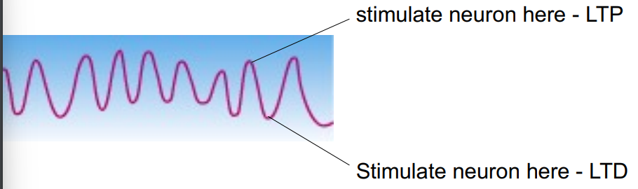 <ul><li><p>waves of neuronal activity (hippocampal theta rhythms) involved in arousal, alertness, fire during explosion etc. </p></li><li><p>depolarising stimulation coincident with peak of wave generates LTP</p></li><li><p>depolarising stimulation coincident with trough generates LTD</p></li><li><p>disruption in theta waves causes deficits in learning tasks that are similar to those cause by hippocampal lesions</p></li></ul>