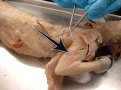 <p>Identify what the arrow is pointing to; Includes the muscle lateral to it</p>