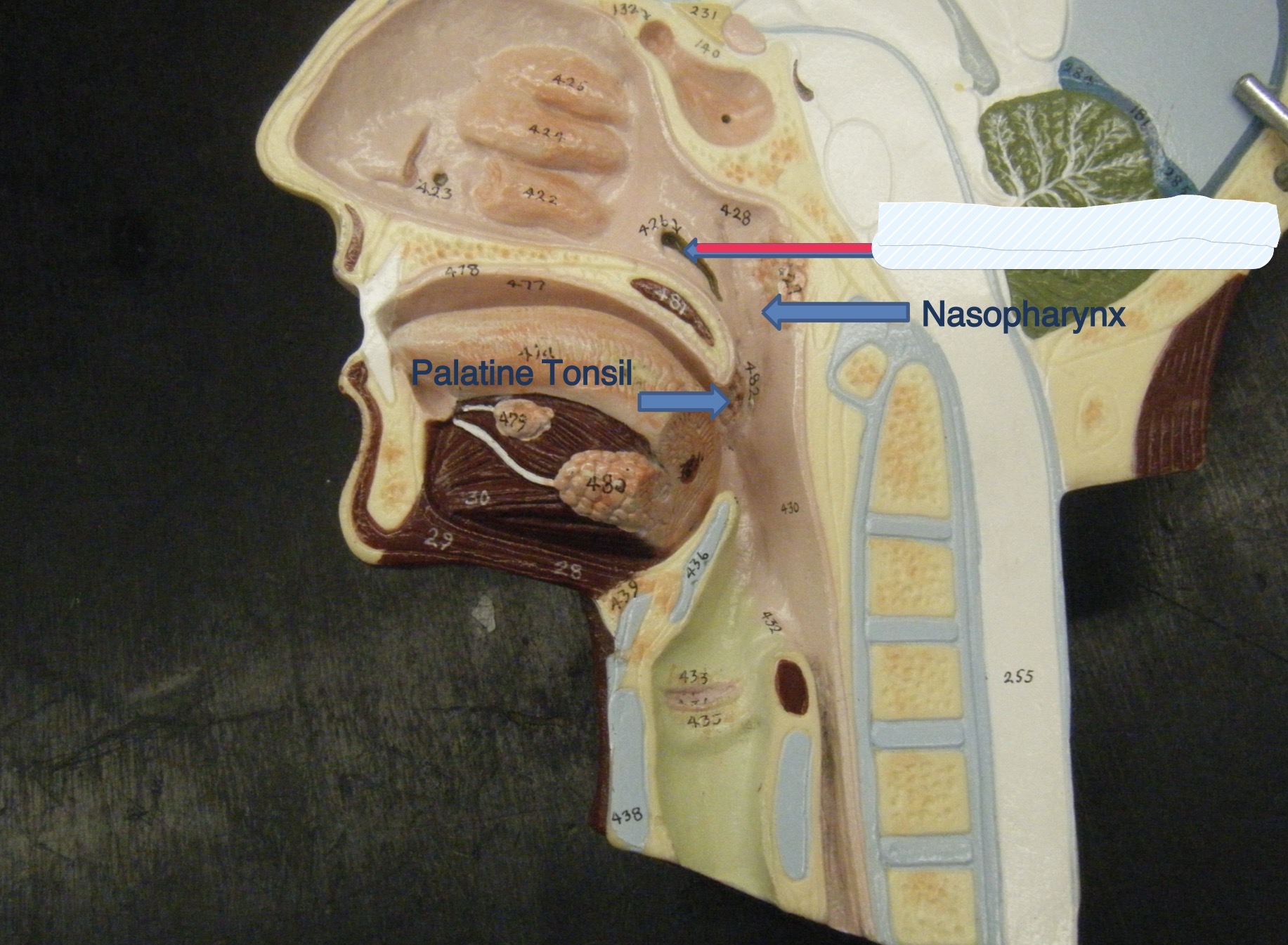knowt flashcard image