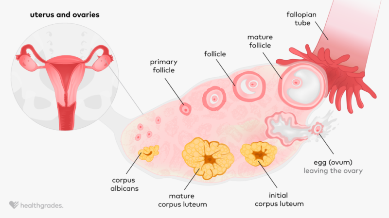 <p>The remaining follicular cells in the ovary transform into the <strong>corpus luteum</strong>, which secretes <strong>progesterone, </strong>essential for <strong>maintaining the uterine lining</strong> in preparation for possible implantation of a fertilized egg.</p>