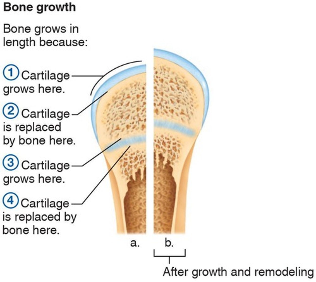 <p>Involves two major phases.</p>