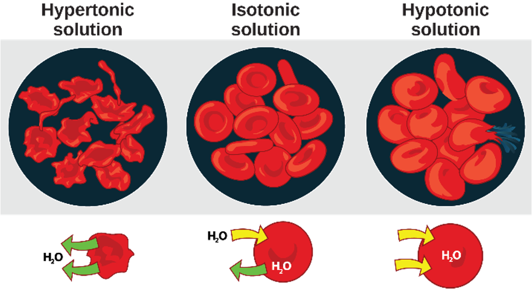 <p>process of maintenance of salt and water balance(osmotic balance) across membranes within the body fluids</p><p>so that cells don’t shrink or swell</p>
