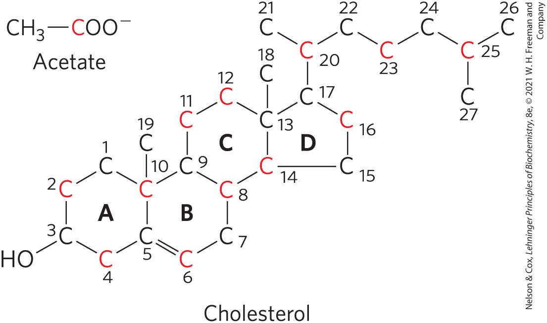 <ul><li><p>cholesterol is a 27 C compound, in which all C atoms are provided by acetate</p></li></ul><p></p>