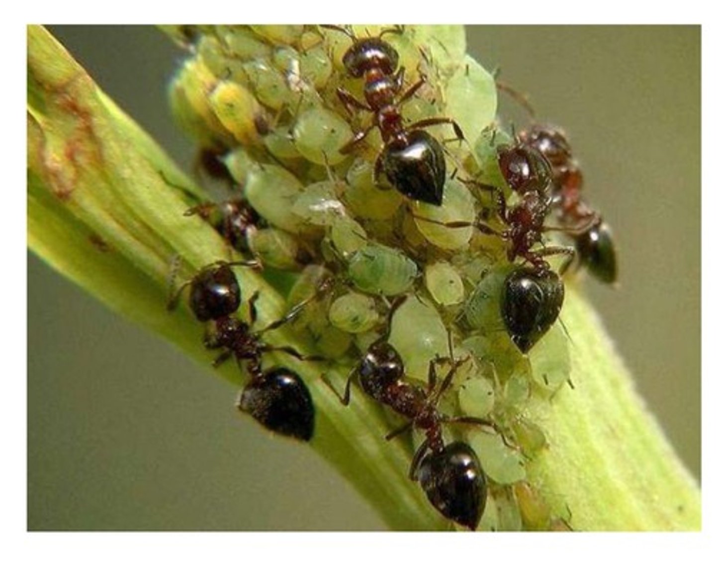 <p>Ants protect aphids from predators in exchange for honeydew.</p>