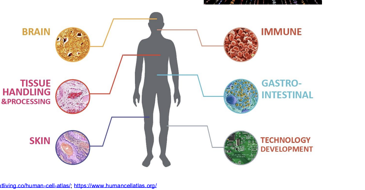 <ul><li><p><span style="background-color: inherit; line-height: 19.55px; color: windowtext;"><span>Trying to build comprehensive map of human cells</span></span></p><ul><li><p><span style="line-height: 19.55px; color: windowtext;"><span>structure and function are closely related</span></span></p><ul><li><p><span><span>red blood cell looks and functions very differently from the long, slender muscle cells shown in that contract to exert force</span></span><span style="line-height: 19.55px; color: windowtext;"><span>&nbsp;</span></span></p></li></ul></li></ul></li><li><p class="Paragraph SCXO74851803 BCX0" style="text-align: left;"><span style="background-color: inherit; line-height: 19.55px; color: windowtext;"><span>Serve as basis for understand human biological process --&gt; used to diagnose, monitor, and treat diseases</span></span><span style="line-height: 19.55px; color: windowtext;"><span>&nbsp;</span></span></p></li></ul><p></p>
