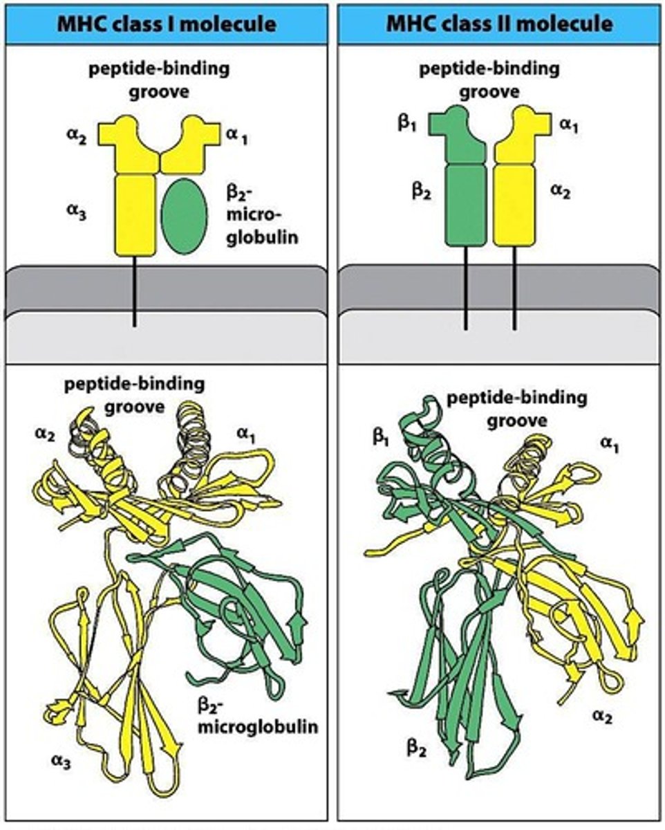 <p>one a chain complexed with a smaller protein called the B2-microglobulin. same B2 used with all of the different MHC class I subtypes</p>