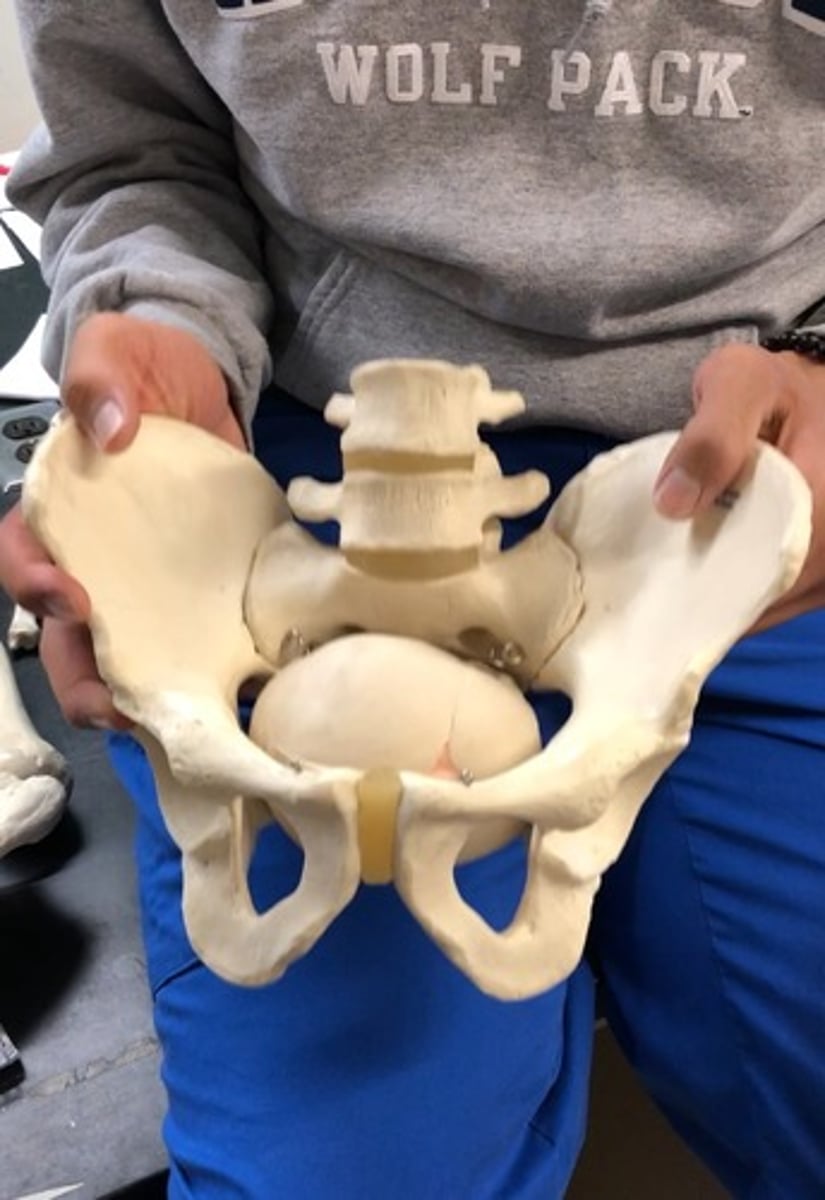 <p>Male: less than 90 degree angle under pubic symphysis</p><p>Female: greater than 90 degree angle under pubic symphysis. (use paper)</p><p>**Baby skull should be able to go through the female's pelvic girdle**</p>