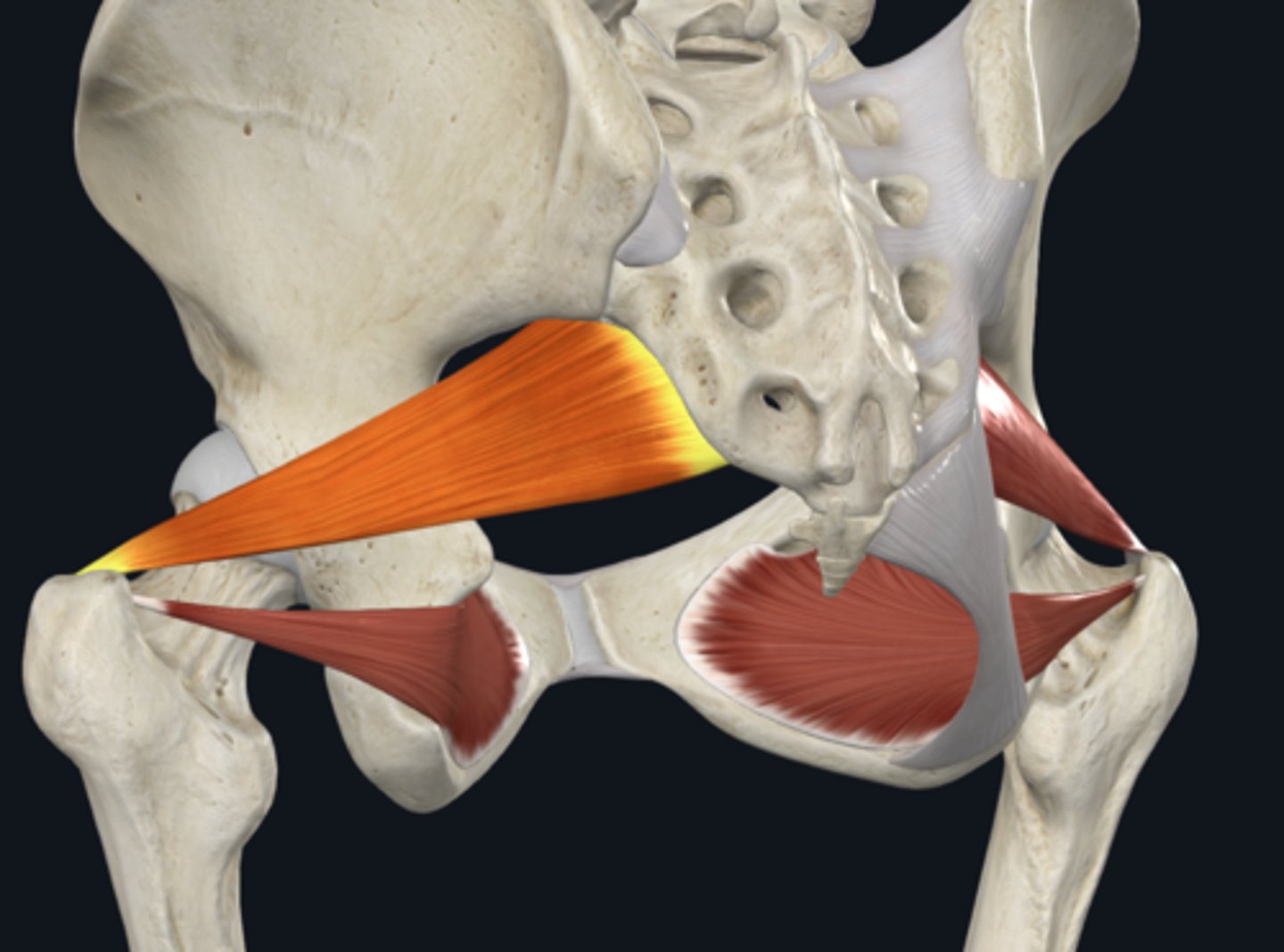 <p>What is the Piriformis muscle innervated by? What is its function? </p>