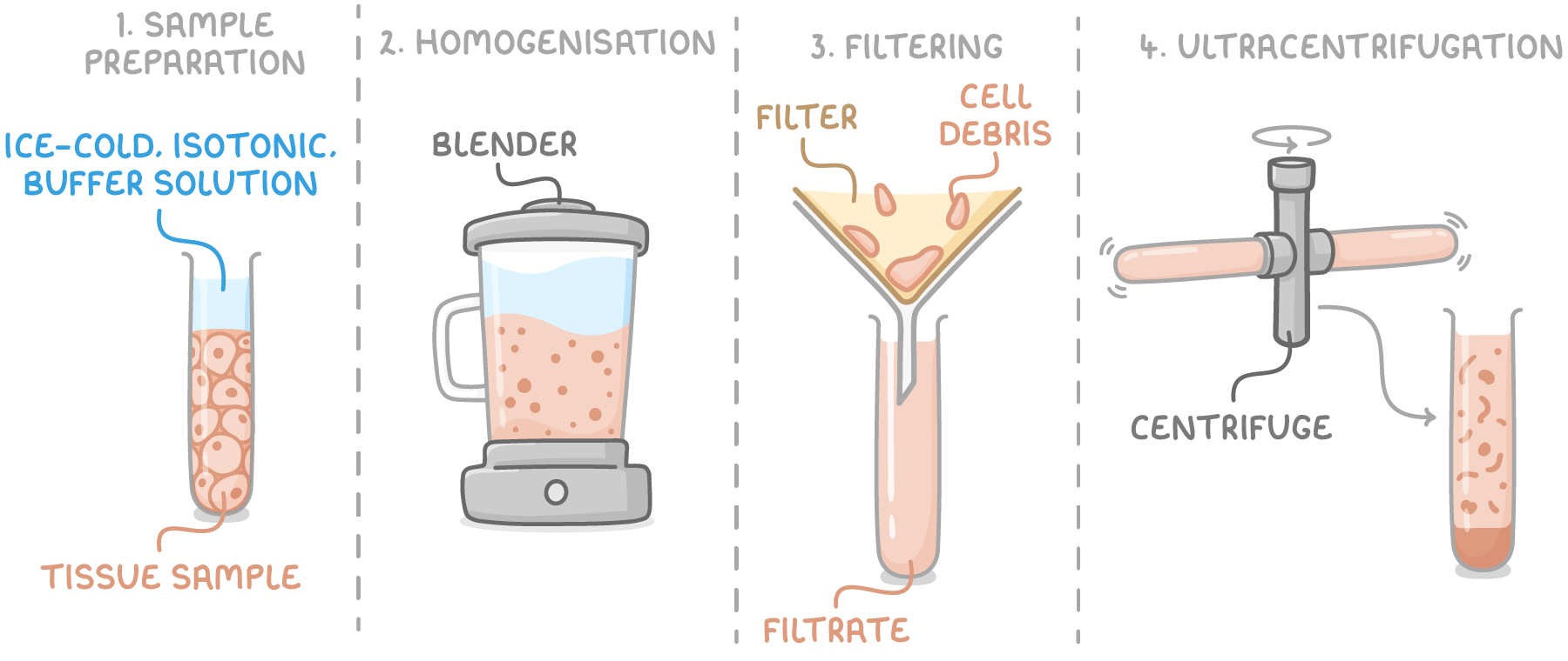 <ul><li><p>sample preparation</p></li><li><p>homogenisation</p></li><li><p>filtration</p></li><li><p>ultracentrifugation</p></li></ul><p></p>