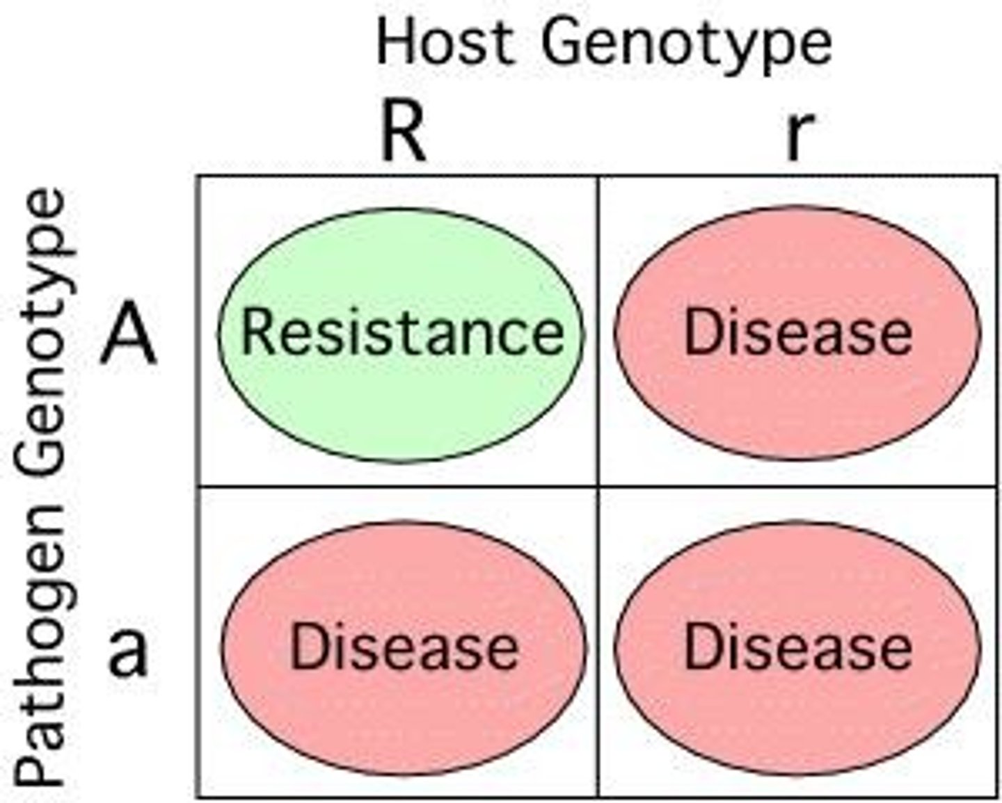 <p>Resistance requires matching genes in host and pathogen.</p>