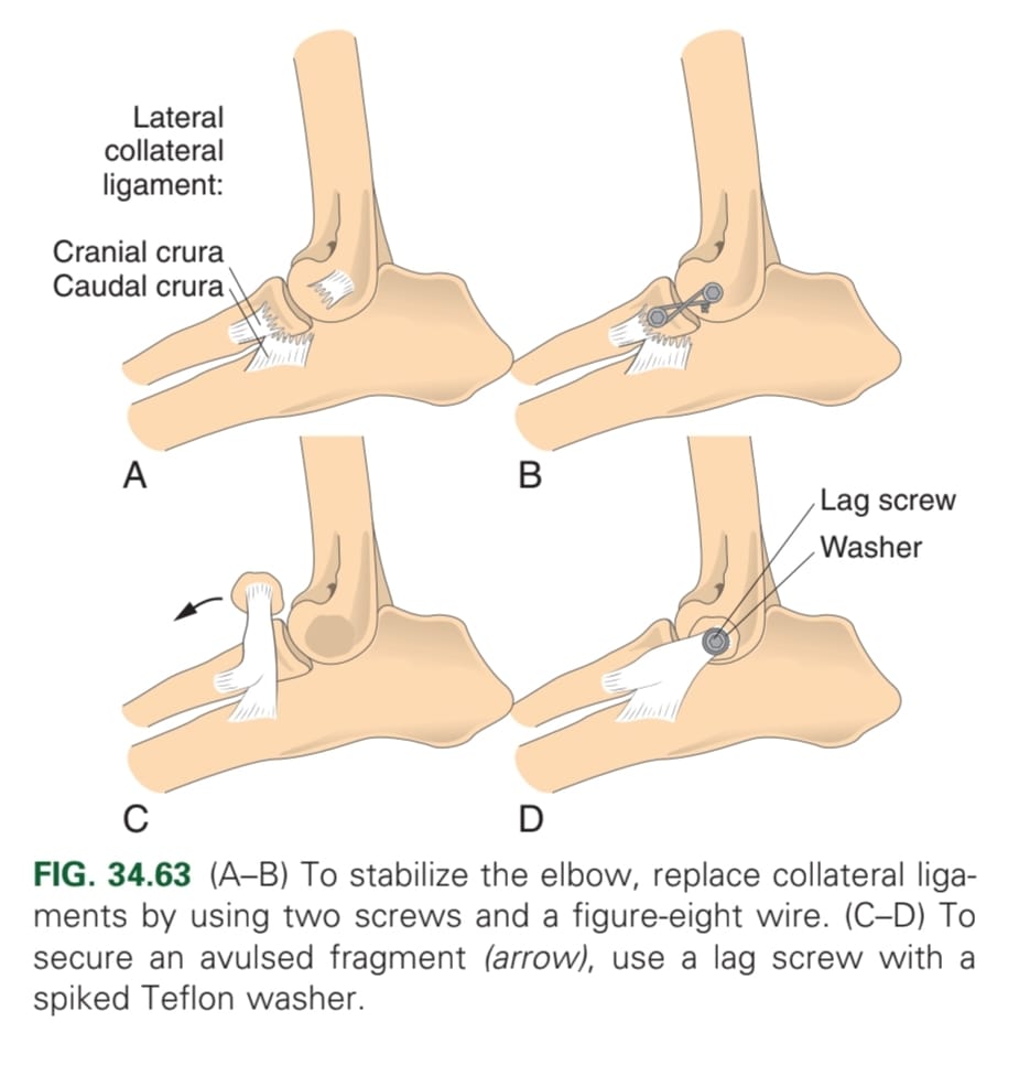 <p>Collateral ligaments</p>
