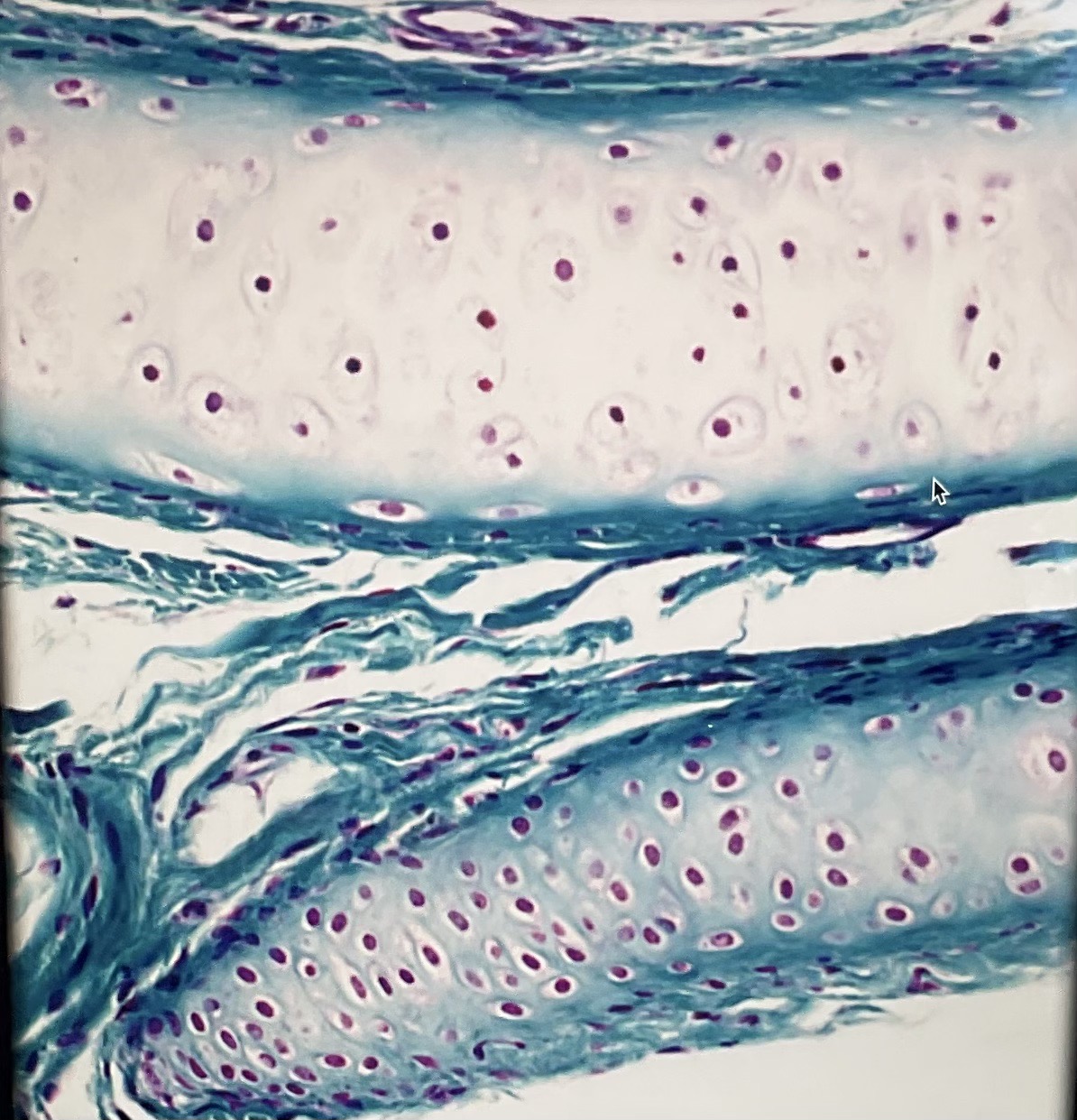 <p>What tissue type is this? What is its function?</p>