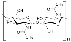 <p>A structural polysaccharide, consisting of amino sugar monomers, found in many fungal cell walls and in the exoskeletons of all arthropods. </p>