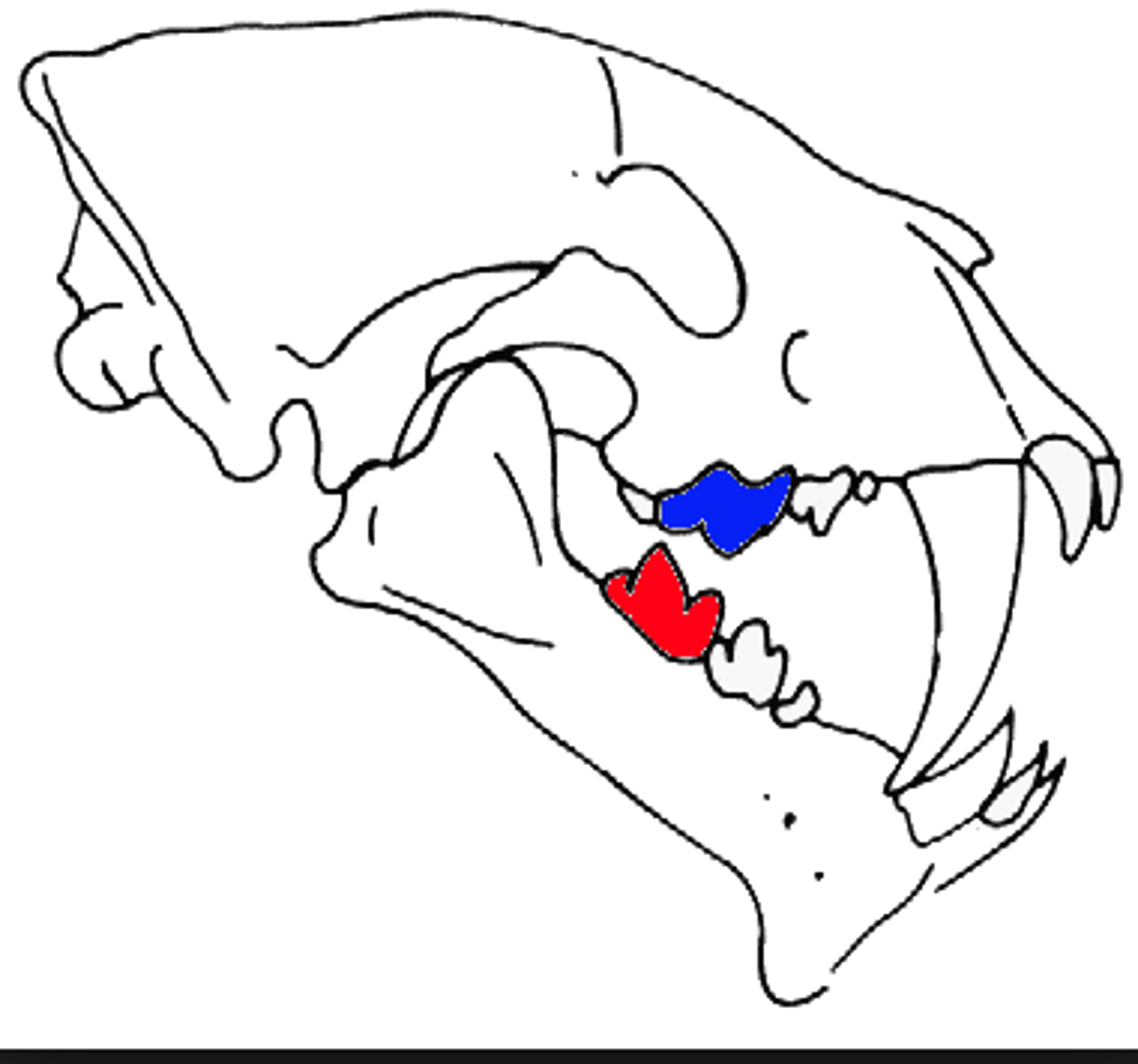 <p>Carnassial teeth</p>