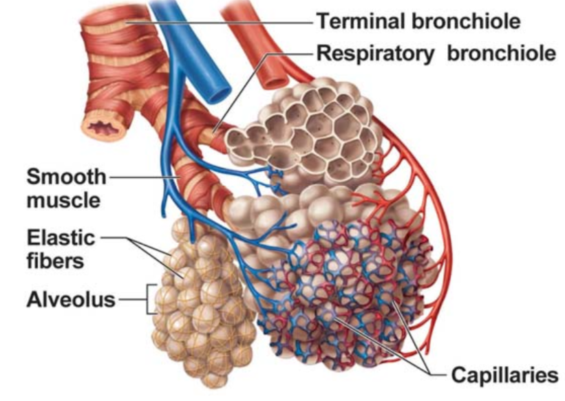 <ul><li><p>~300 million alveoli total surface area is 150m<sup>2</sup></p></li><li><p>dense capillary supply</p></li><li><p>site of gas exchange</p></li><li><p>thin barrier for gas exchange</p></li></ul><p></p>