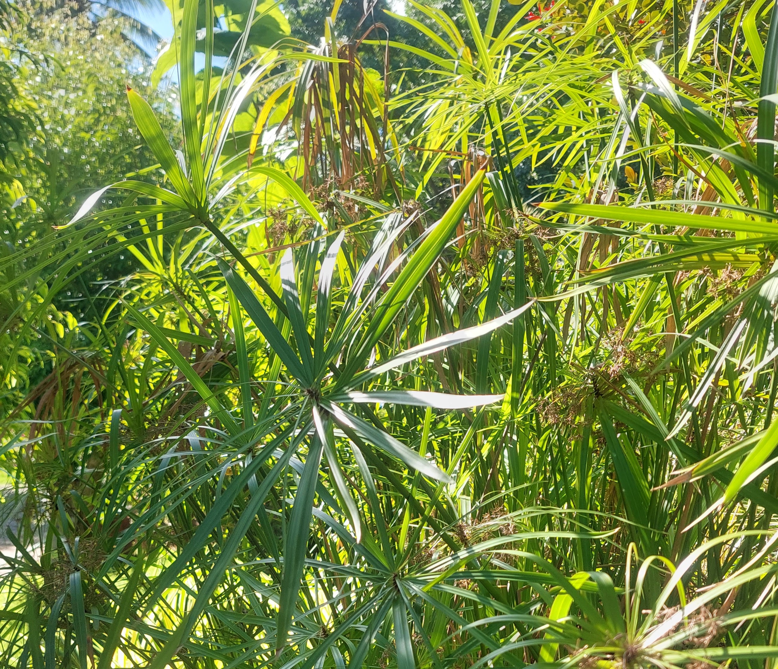 <p>Schefflera arboricola</p>