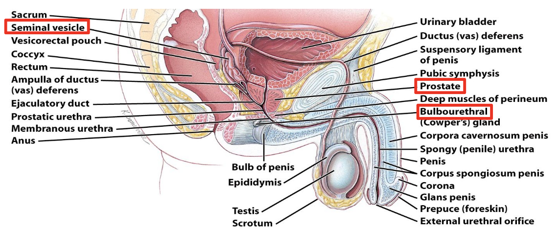 <p>Acessory Sex Glands:</p><ul><li><p>______________</p><ul><li><p>Secrete alkaline fluid with fructose, clotting proteins</p></li></ul></li><li><p class="p1">______</p><ul><li><p class="p2">Secretes slightly acidic fluid with citric acid, proteolytic enzymes</p></li></ul></li><li><p class="p3">Bulbourethral glands</p><ul><li><p class="p2">Secrete alkaline fluid and mucus</p></li></ul></li></ul><p></p>
