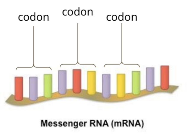 <p class="btn-resize-mode mb-lg-2 mb-2">Messenger RNA (mRNA) carries the genetic code that determines the order of amino acids in a polypeptide sequence</p><p></p>