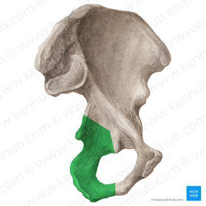 <p>bone you sit on </p>