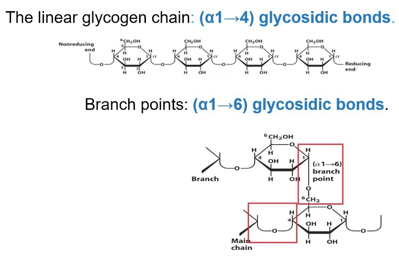 <p>(α1→4) glycosidic bonds; (α1→6) glycosidic bonds</p>