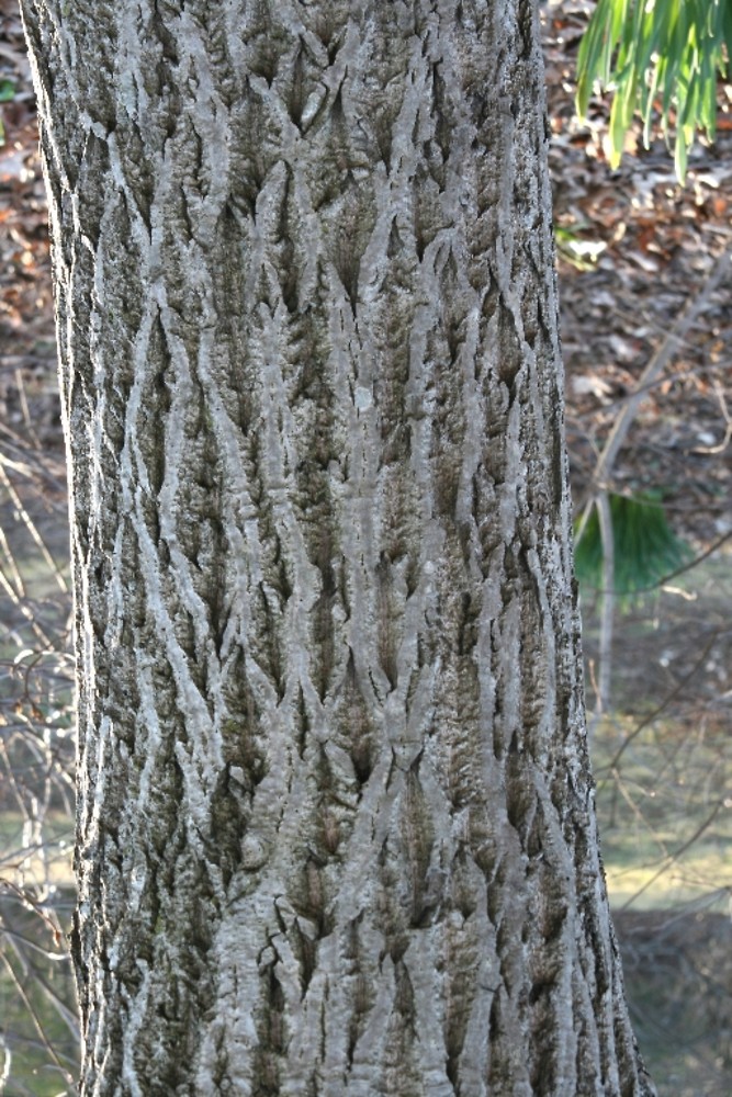 <p>Name this tree (scientific + common name)</p>