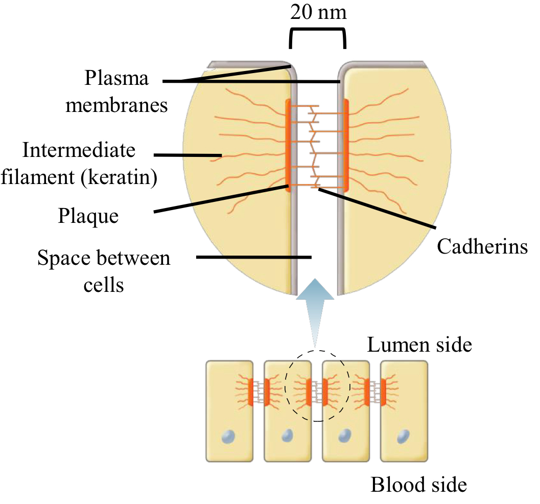 <ul><li><p>by restricting membrane proteins to either apical or basolateral surfaces</p><ul><li><p>apical (lumen): faces outside environment for absorption or secretion</p></li><li><p>basolateral (blood): faces underlying tissue + blood vessels specialized for transport to tissue or blood</p><ul><li><p>ex. sodium/glucose transporters only on apical membrane</p></li></ul></li></ul></li></ul><p></p>