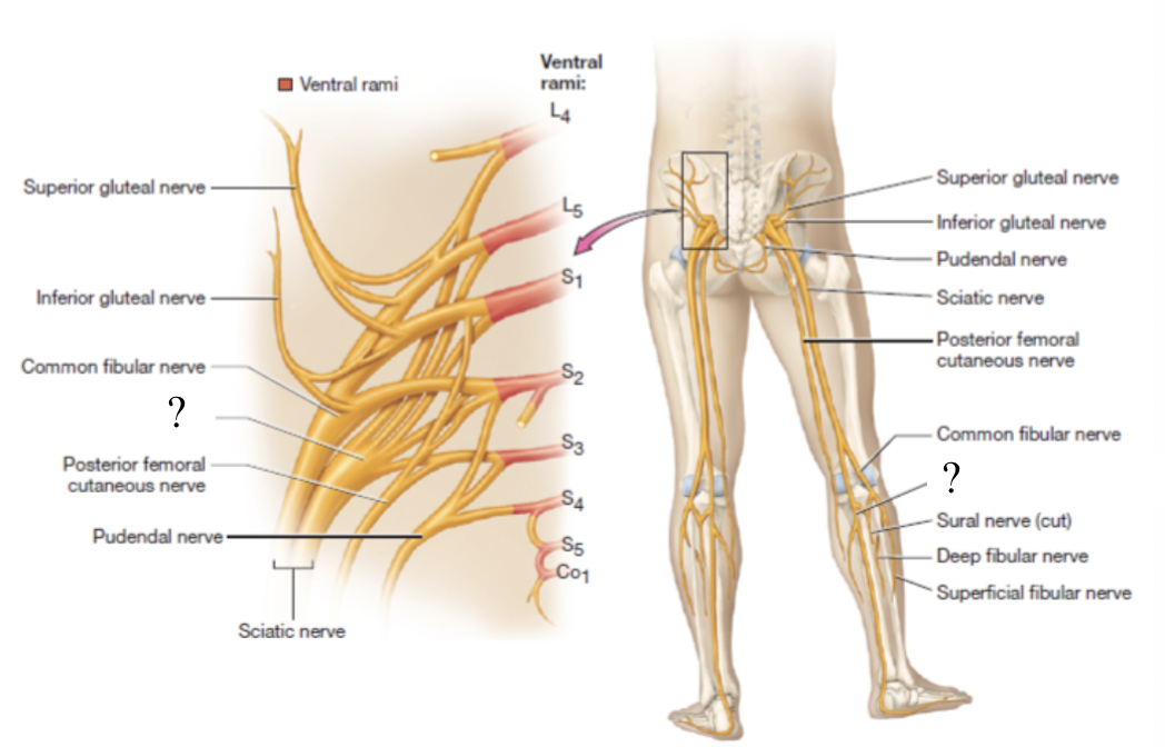 <p>provides motor innervation to posterior muscles of thigh, posterior leg, and foot</p>