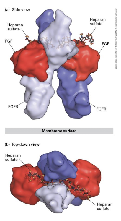 <p>Family of RTKs that transduce signals during development that regulate cell proliferation, migration, differentiation, and survival </p><p>major example of ECM involvement in cell-cell signaling: </p><ul><li><p>FGF binding to FGFRs require association with the negatively charged <em>heparan sulfate GAGs of ECM proteoglycans </em></p></li></ul><p></p>