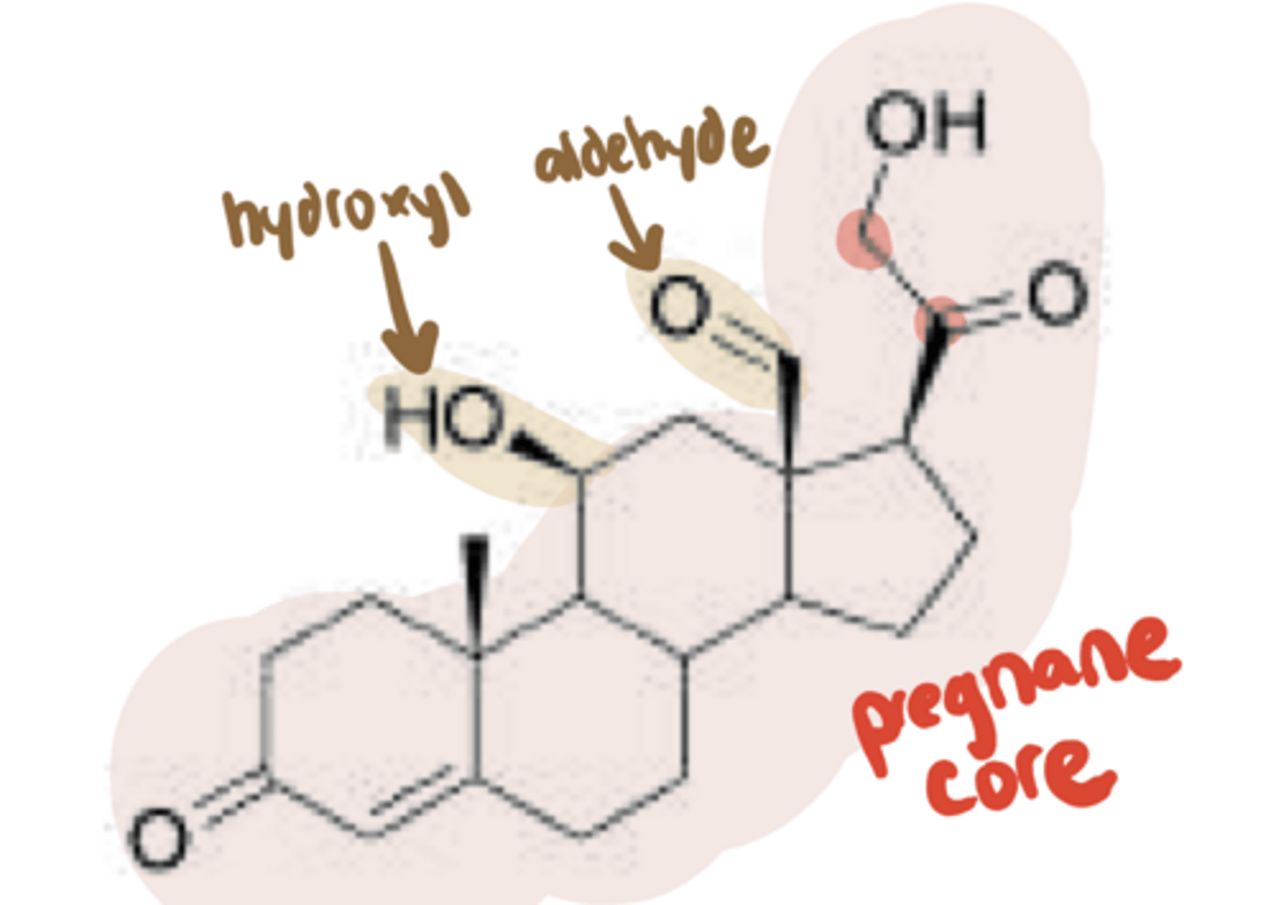 <p>What prototype endogenous agonist is this?</p>