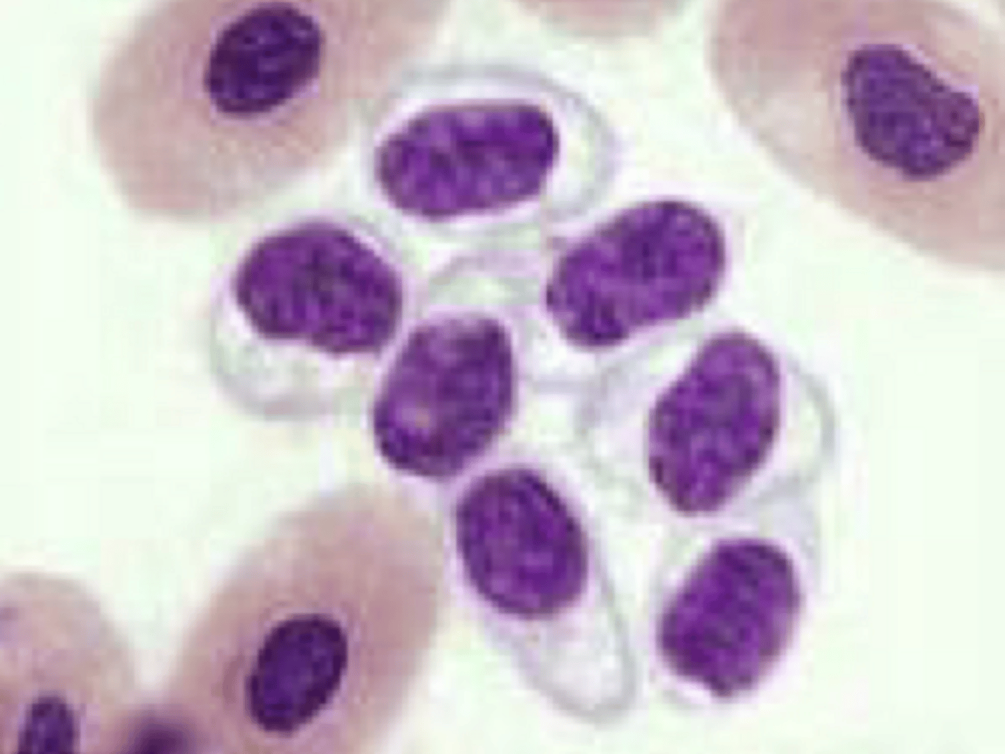 <p>What are characteristics of thrombocytes in non-mammals?</p>