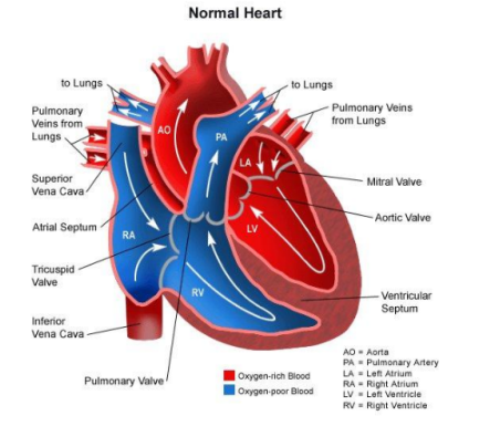 knowt flashcard image
