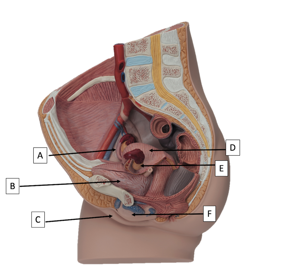 <p>A</p>