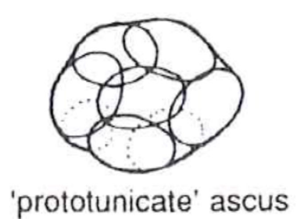 No active spore dispersal
Usually round
Wall dissolves/ruptured at maturity
Found in several ascomycete orders