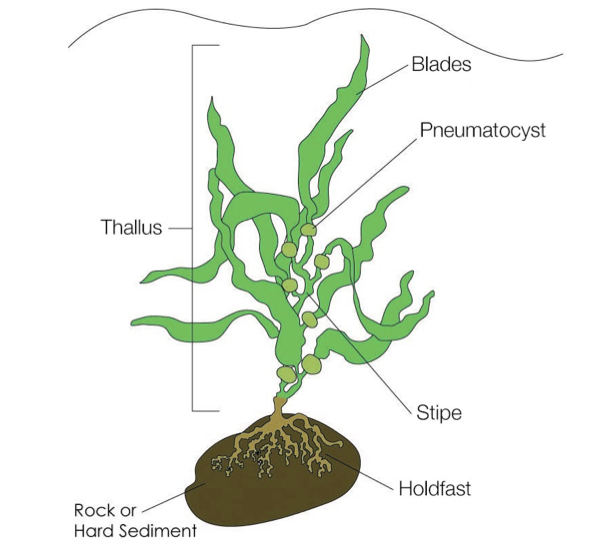 <p>Blades, Pneumatocyst, Thallus, Stipe, Holdfast, Rock or Hard Sediment </p>