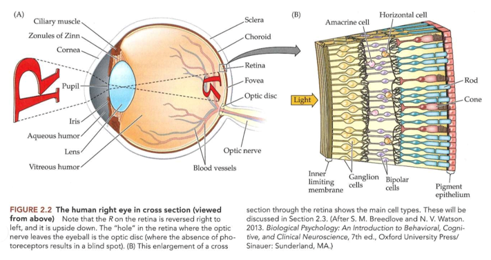 <p><span><span>→ doorsnede van voor naar achter door menselijk oog:</span></span></p><ul><li><p><span><span>cornea</span></span></p><ul><li><p><span><span>eerste weefsel waar licht tegenaan komt</span></span></p></li><li><p><span><span>= hoornvlies</span></span></p></li><li><p><span><span>transparant:</span></span></p><ul><li><p><span><span>want zeer geordende reeks vezels</span></span></p></li><li><p><span><span>geen bloedvaten/ bloed (zouden licht absorberen)</span></span></p></li></ul></li><li><p><span>grote hoeveelheid transparante sensorische zenuwuiteinden</span></p><ul><li><p><span>dwingen ogen om te sluiten &amp; tranen te produceren als hoornvlies gekrast raakt</span></p></li></ul></li></ul></li><li><p>voorste oogkamer</p><ul><li><p>ruimte direct achter hoornvlies</p></li><li><p>gevuld met vloeistof = kamerwater</p><ul><li><p>voorziet zowel hoornvlies als lens van zuurstof &amp; voedingstoffen</p></li></ul></li></ul></li><li><p>lens</p><ul><li><p>geen bloedtoevoer</p></li><li><p>volledig transparant</p></li><li><p>vorm van lens: bepaald door ciliaire spieren</p></li></ul></li><li><p>pupil</p><ul><li><p>licht moet hierdoor om lens te bereiken</p></li><li><p>= gat in spierstructuur (= iris)</p></li><li><p>belangrijke rol in beeldkwaliteit (zoals diafragma van camera)</p><ul><li><p>bij weinig licht → pupil groot → scherptediepte (= bereik van afstanden waarover beeld scherp is) verminderd → slechte beeldkwaliteit</p></li></ul></li></ul></li><li><p>iris</p><ul><li><p>geeft oog zijn kenmerkende kleur</p></li><li><p>regelt grootte van pupil → en dus hoeveelheid licht die netvlies bereikt</p><ul><li><p>pupilreflex</p><ul><li><p>afname van lichtsterkte → iris verwijdt automatisch om meer licht in oog toe te laten</p></li><li><p>toename van lichtsterkte → iris krimpt automatisch om minder licht in oog toe te laten</p></li></ul></li></ul></li></ul></li><li><p>achterste oogkamer</p><ul><li><p>= glasvochtkamer (ruimte tussen lens &amp; netvlies)</p></li><li><p>glasvocht</p><ul><li><p>gelachtig &amp; over algemeen transparant</p></li></ul></li></ul></li><li><p>retina</p><ul><li><p>= netvlies</p></li><li><p>licht wordt (normaliter) scherp gesteld</p></li><li><p>vanaf hier begint het zien echt → want hier lichtenergie omgezet in elektrische zenuwsignalen</p><ul><li><p>= transductie</p></li></ul></li></ul></li></ul><p></p>